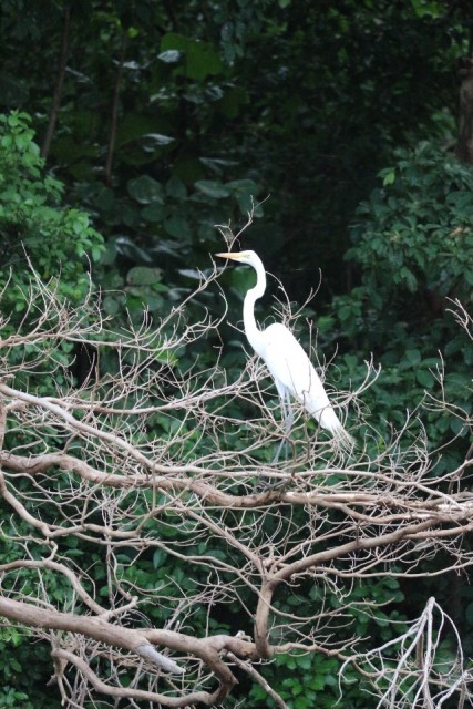 Witte reiger
