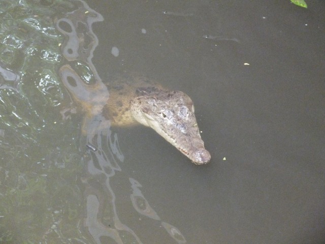 Oppassen voor de kroko's