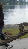 Mussen op wacht