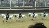 Show met lipizaner paarden