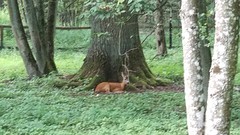Bambi