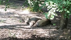 Varkens