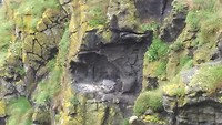 Kleine meeuw in de rots