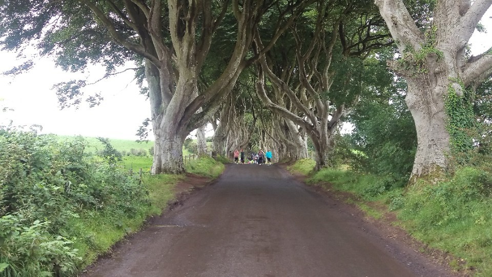 The Dark Hedges