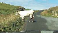 Wildlife op inishowen