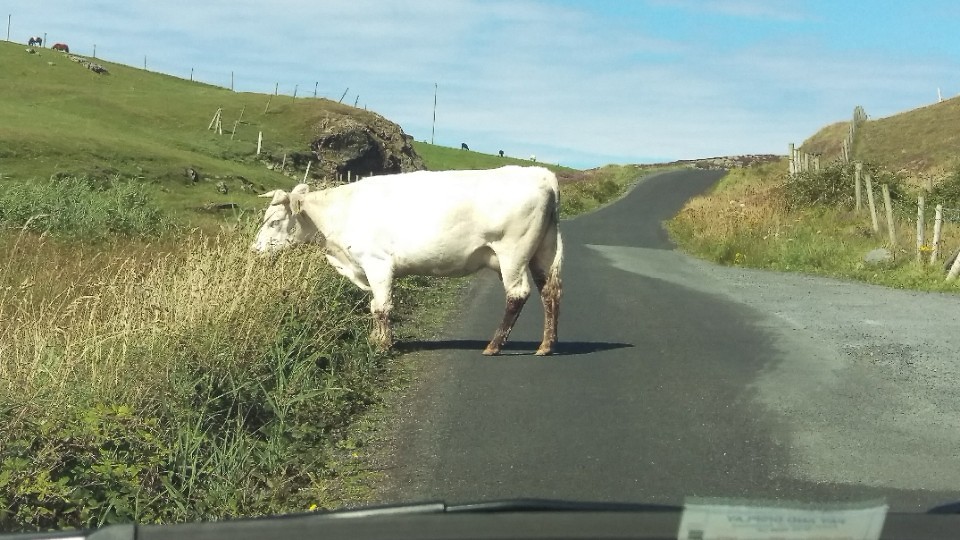 Wildlife op inishowen