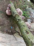 Paddenstoelen kwekerij
