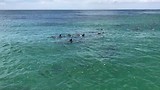 dolphins1