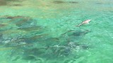 dolphins2