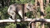 Koala1