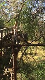 Koala2