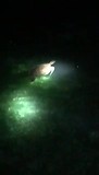 Turtle swimming