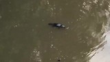 Platypus, het vogelbekdier