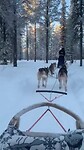 Husky Safari