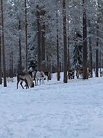 Voederplaats rendieren Np Pallas