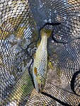 Forel