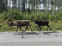 Rendieren langs de weg