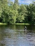 Spinvissen