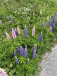 Overal lupinen 🥰