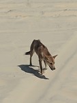 Dingo
