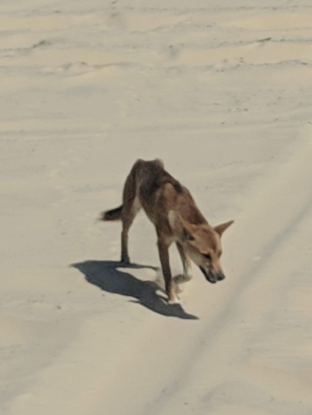 Dingo