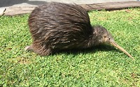 Een kiwi
