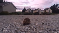 Een egeltje in Wedderburn