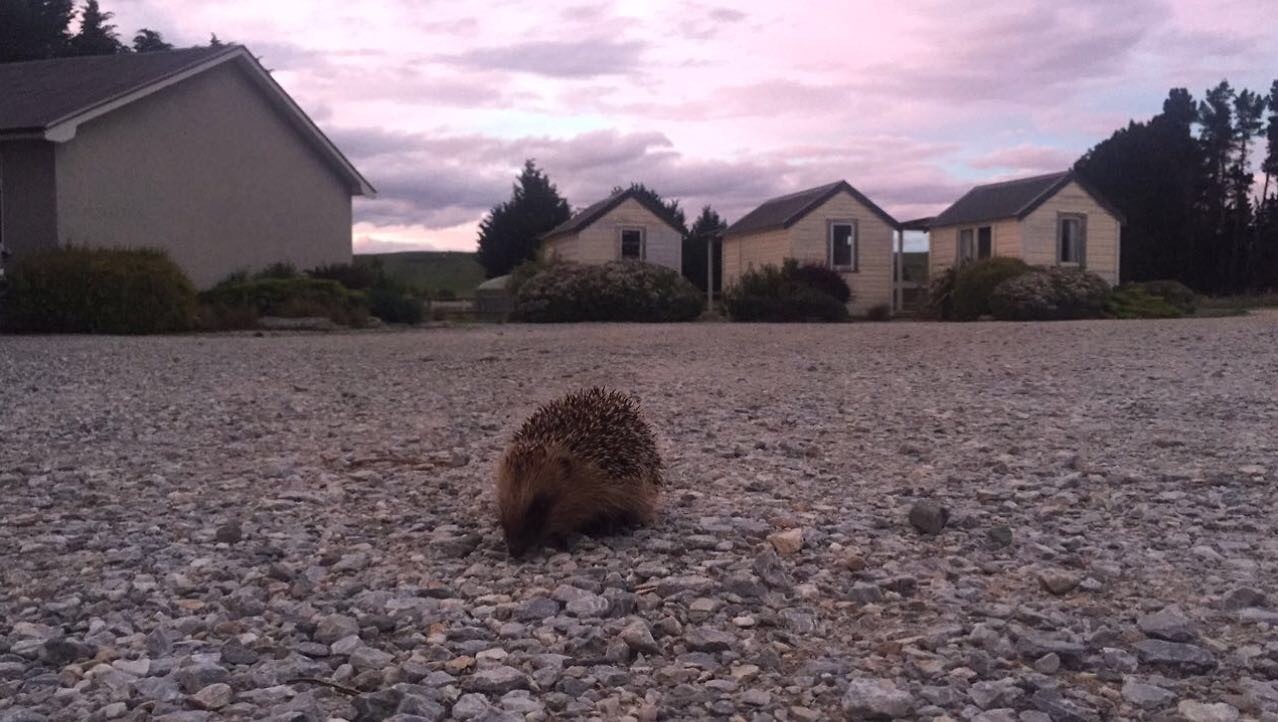 Een egeltje in Wedderburn