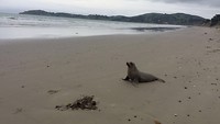 Zeehond
