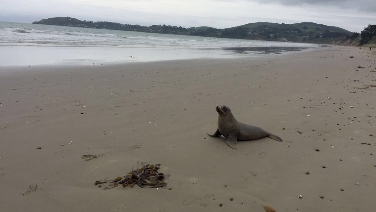 Zeehond