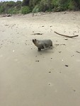 Zeehond