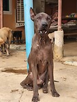 Ceasar Rescue dog from Saved souls foundation