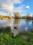 Dog goes swimming