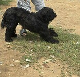 Dumped dog