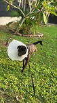 Tobi