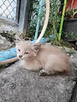 Mr. long as kitten