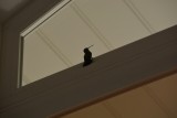 kolibri