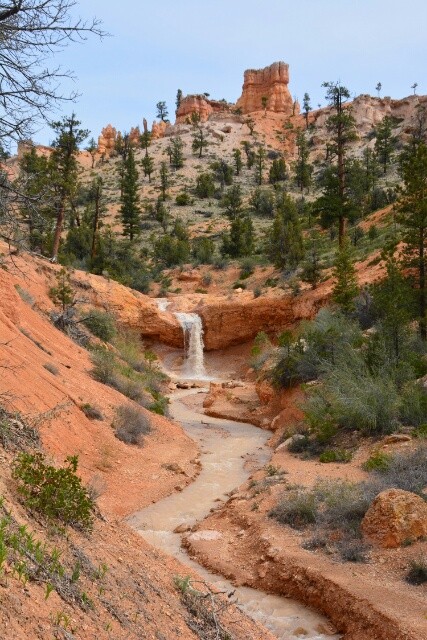 moosy springs