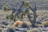 Yucca brevifolia