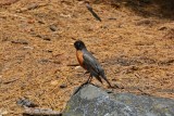 weer een mooi exemplaar van de vogelsoorten