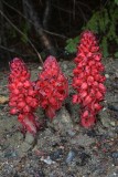 the snow plant