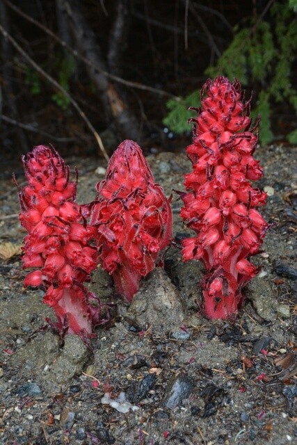 the snow plant