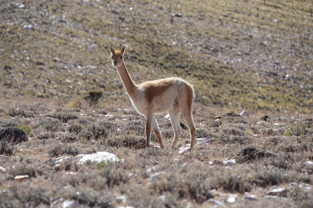 Alpaca, or you name it (iets in die richting)