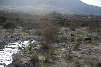 Tafi del Valle