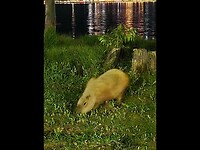 Capivara song
