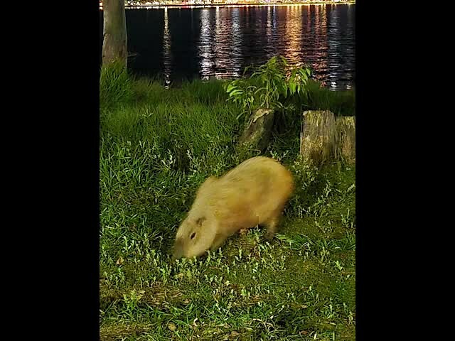 Capivara song