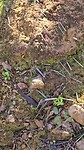 Ants at work