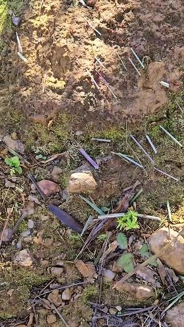 Ants at work