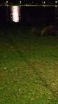 Capivara hunting