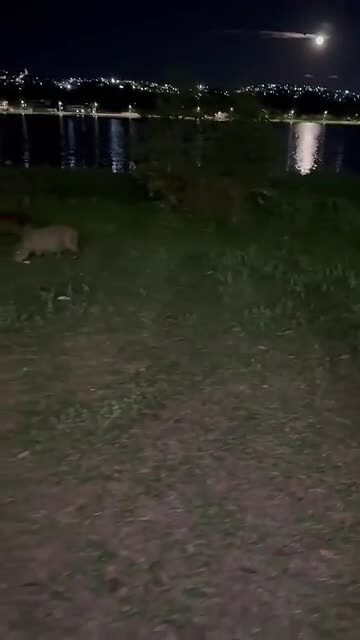 Capivara